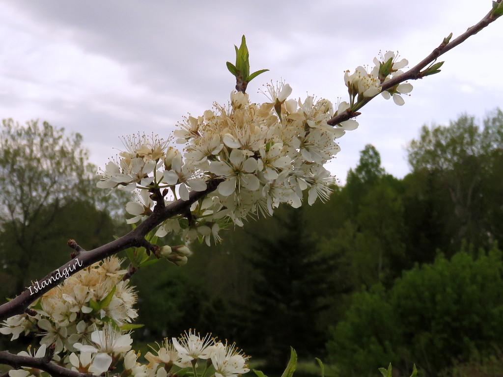 White blossoms in my Backyard  by radiogirl
