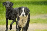 29th May 2015 - Two Wet Dogs