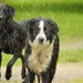 Two Wet Dogs by kareenking