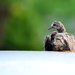 Mourning Dove Fledgling by mhei