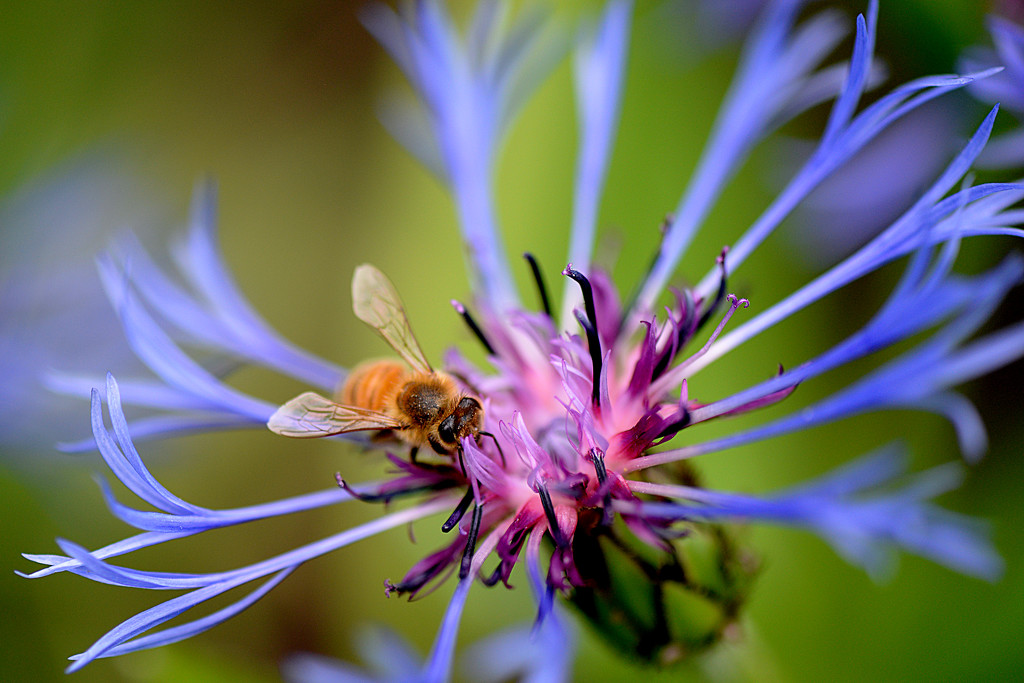 The Pollinator! by fayefaye