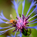 The Pollinator! by fayefaye