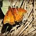 Cambria Moth  by elatedpixie