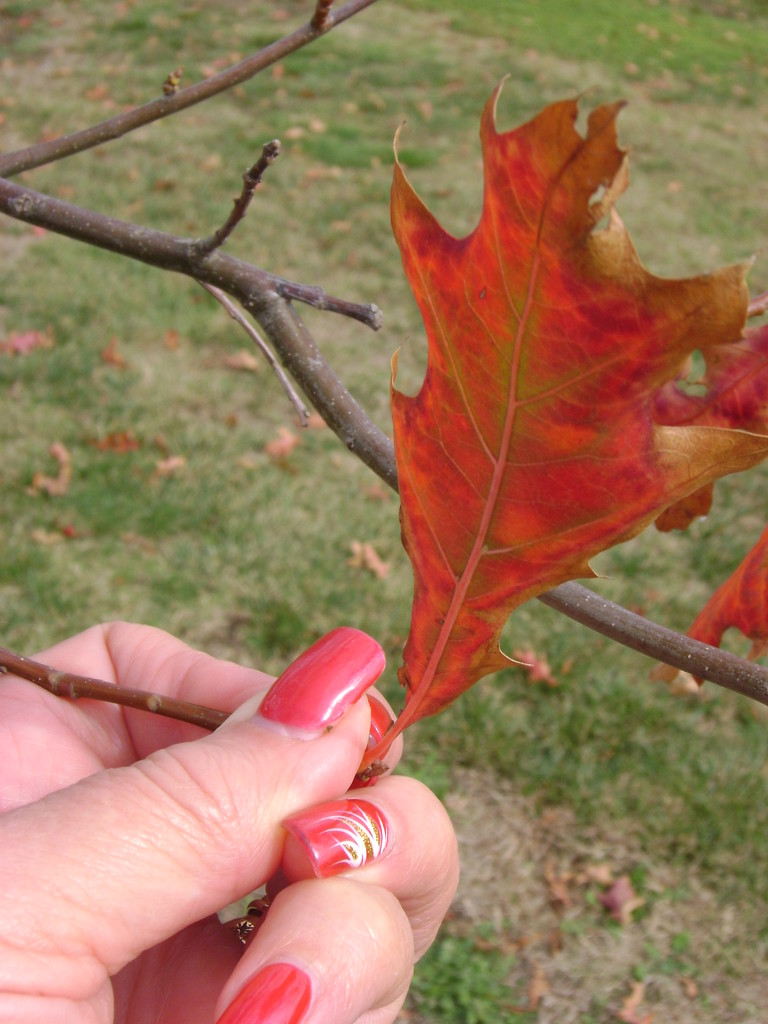 Nice leaf! Nice nails! by marguerita