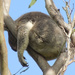 Draped like a wet towel by koalagardens