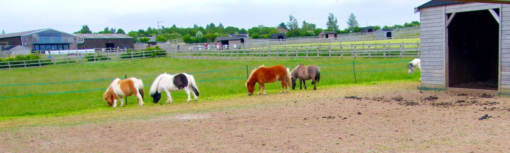 At the Horse Sanctuary by jeff