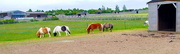 29th May 2015 - At the Horse Sanctuary