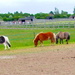 At the Horse Sanctuary by jeff