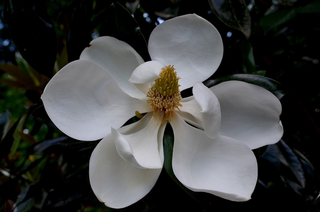 The magnificence of magnolias in bloom, Magnolia Gardens, Charleston, SC by congaree