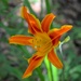 A brilliant day lily, Magnolia Gardens, Charleston, SC by congaree