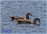 30th May 2015 - Egyptian Geese