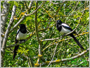 30th May 2015 - One For Sorrow,Two For Joy