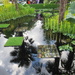 Pond at chelsea flower show by pinkpaintpot