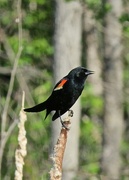 29th May 2015 - Male Red Winged Blackbird