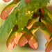 Maple tree seeds. by novab