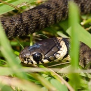 30th May 2015 - Baby grass snake