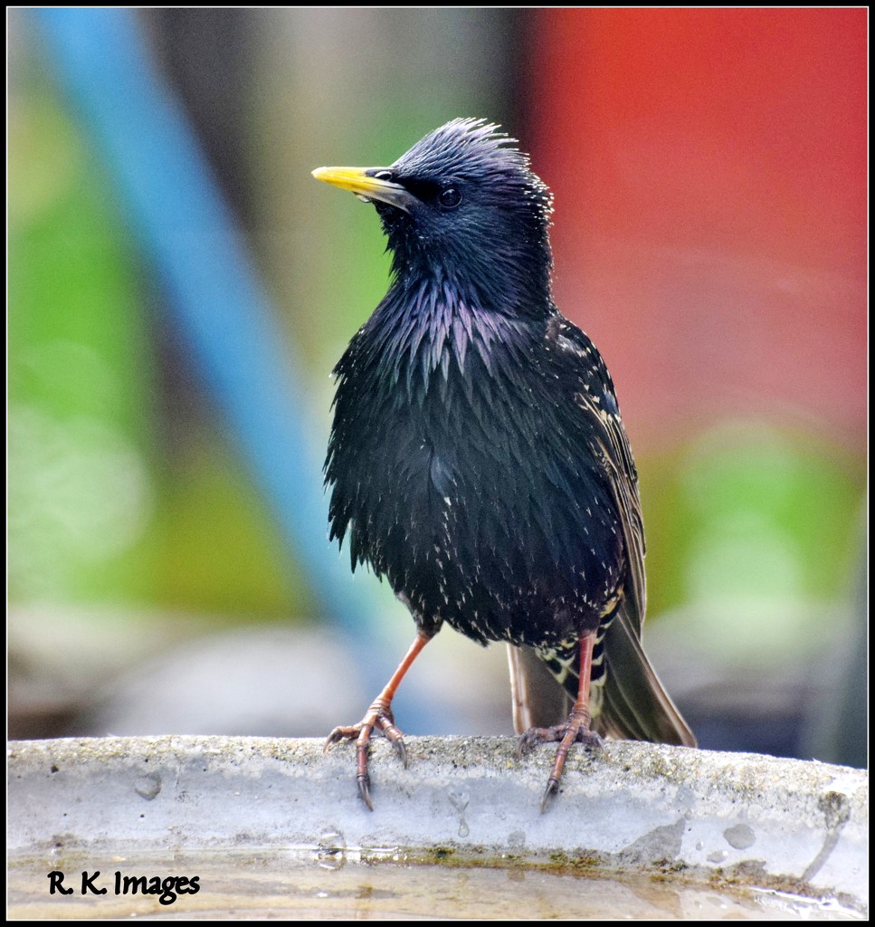 Mr Starling on the bird bath by rosiekind