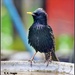 Mr Starling on the bird bath by rosiekind