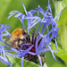Bee by philhendry