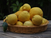 30th May 2015 - Last of the lemons