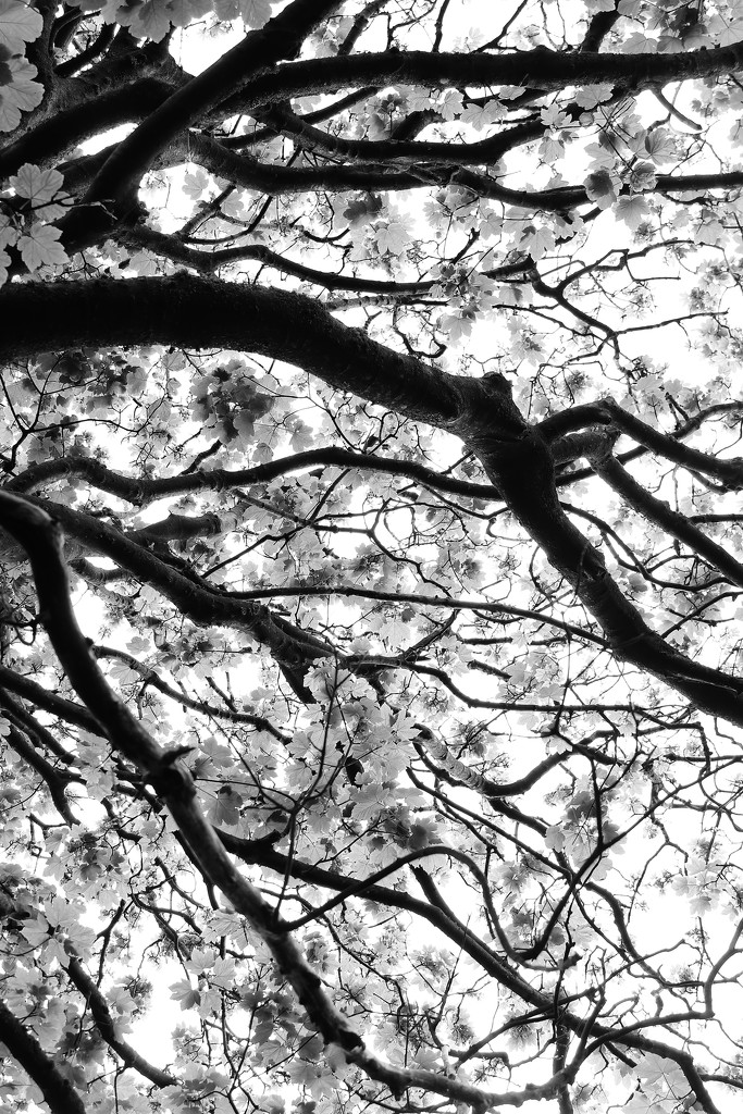 Canopy .......... (For Me) by motherjane