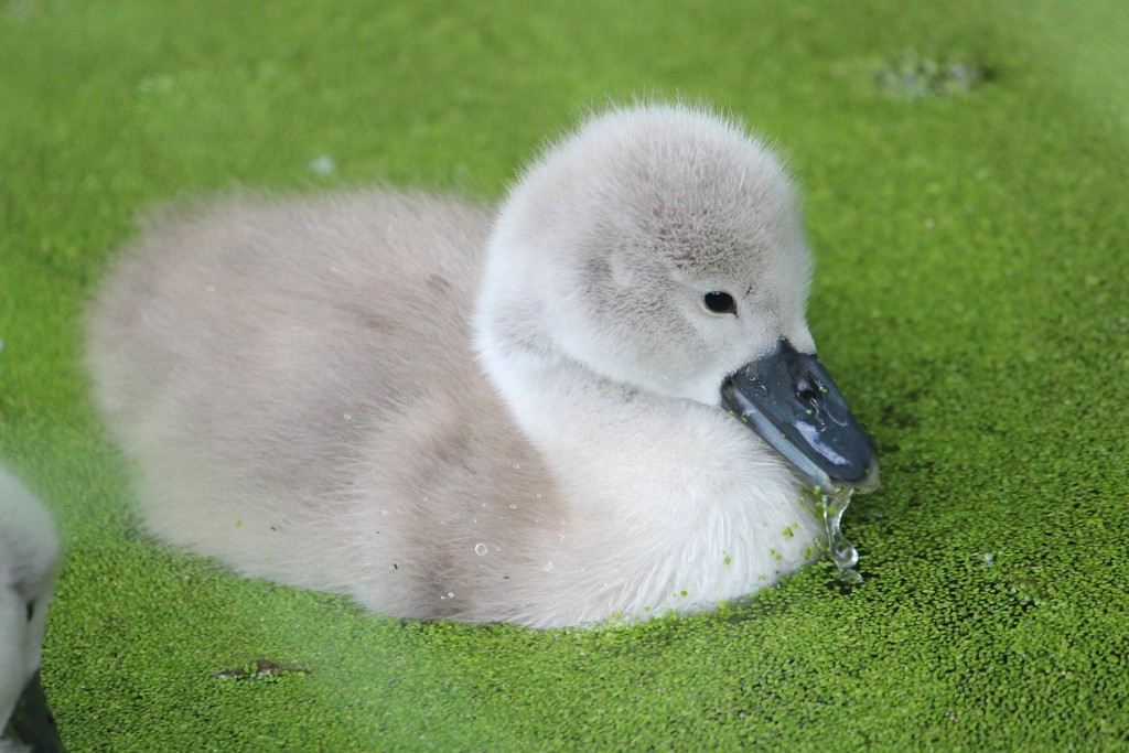 Swan in the duckweed by judithg