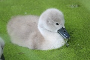 30th May 2015 - Swan in the duckweed