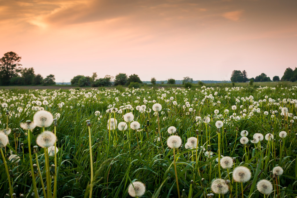 Field of Fluff at Sunset by tracymeurs