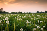 30th May 2015 - Field of Fluff at Sunset