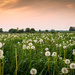 Field of Fluff at Sunset by tracymeurs