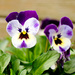 Viola tricolor 1 by elisasaeter
