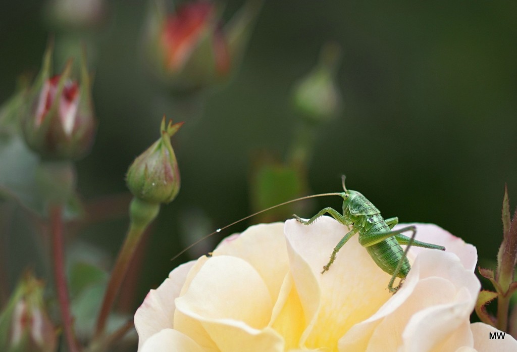2015-05-30 speckled bush-cricket (female) by mona65