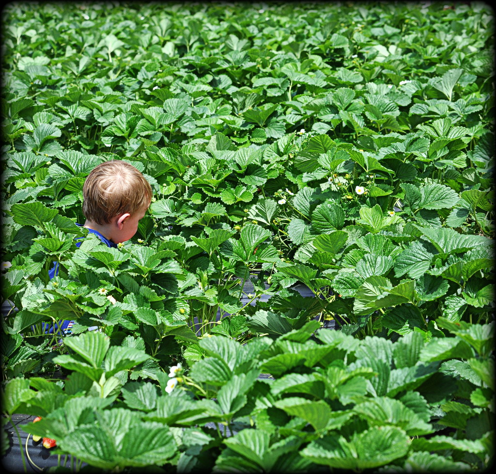 Little Boy in the Berry Patch by peggysirk