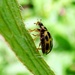 14 Spot Ladybird by julienne1