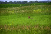 30th May 2015 - Coyote in Kansas Meadow