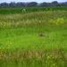Coyote in Kansas Meadow by kareenking