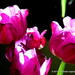 Tulips by michael_ludgate