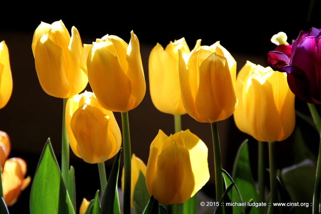Yellow Tulips by michael_ludgate