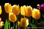 30th May 2015 - Yellow Tulips