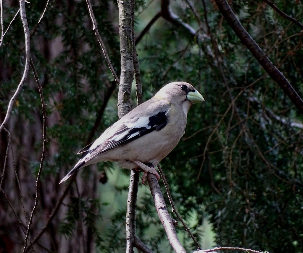 Female Evening Grosbeak by annepann