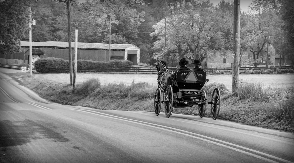 Lancaster Spring Time Buggy Ride by pdulis