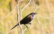 24th May 2015 - Grackle