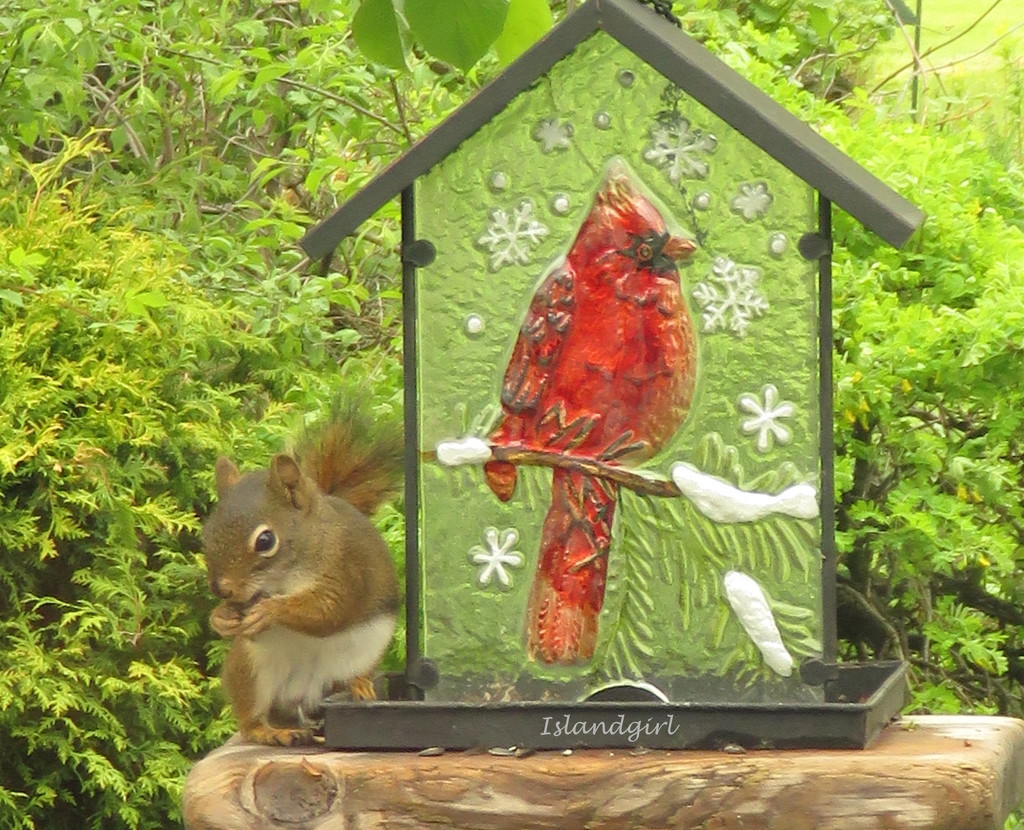 Squirrel and Cardinal   by radiogirl