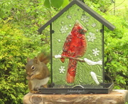 30th May 2015 - Squirrel and Cardinal  