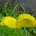 yellow poppies in the rain by gijsje