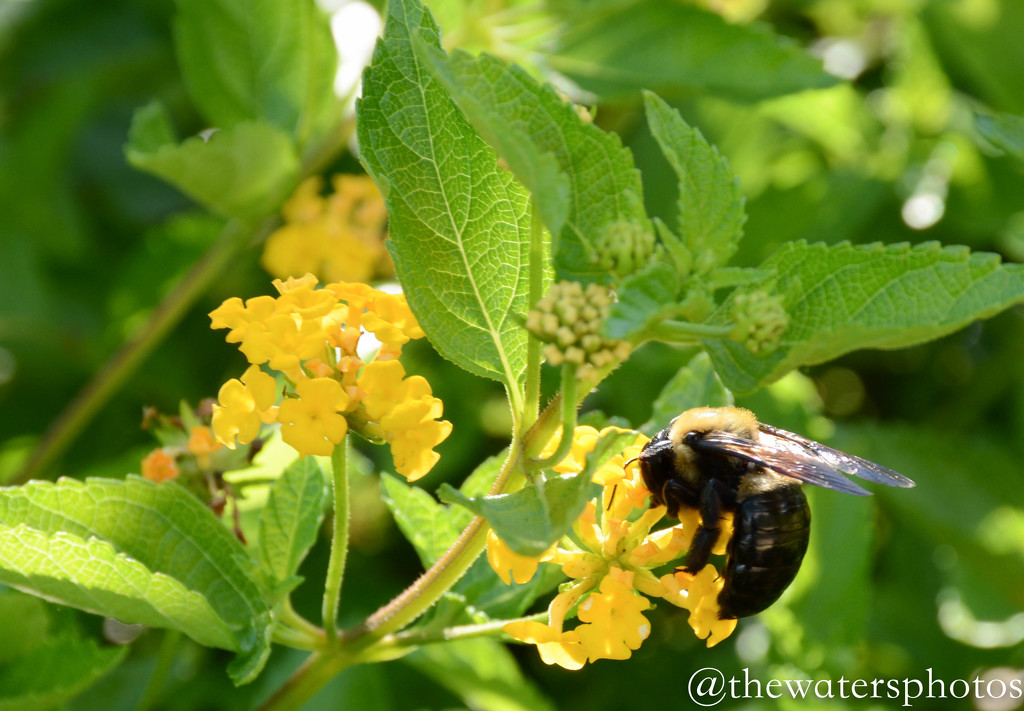 Bee on lantana by thewatersphotos