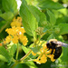Bee on lantana by thewatersphotos