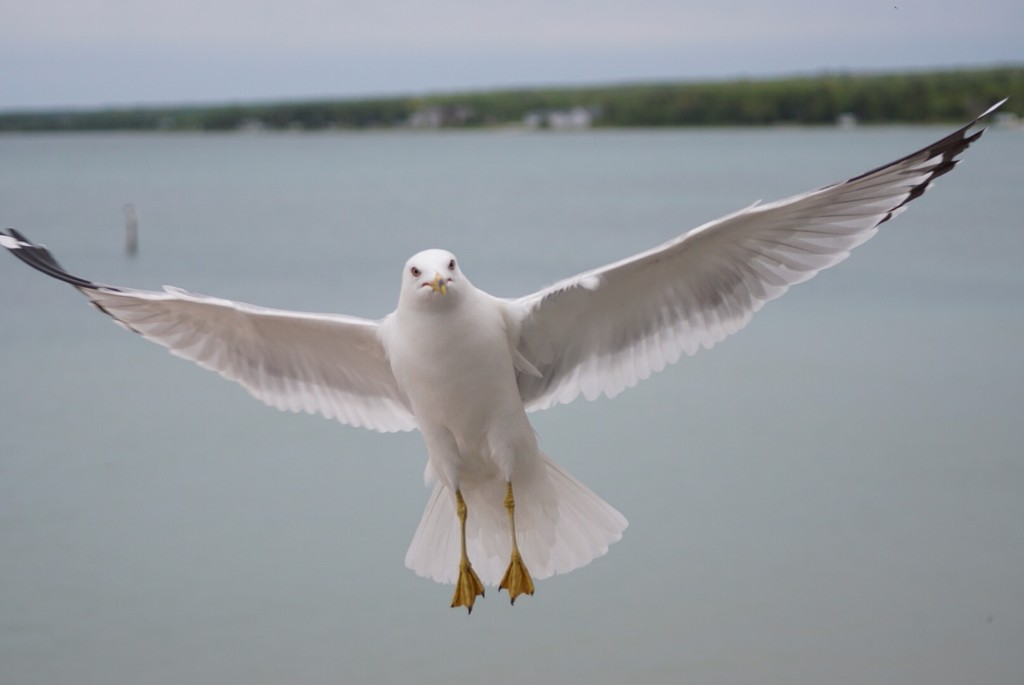 a welcoming seagull by amyk