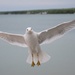 a welcoming seagull by amyk