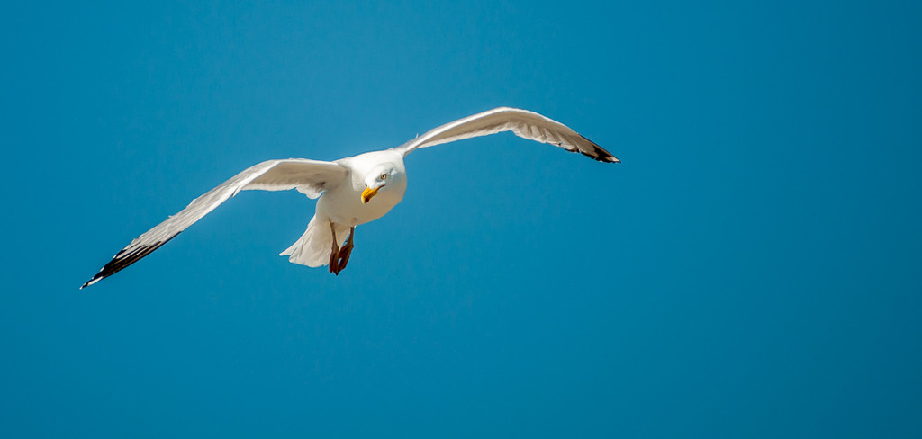 The obligatory gull picture by joansmor